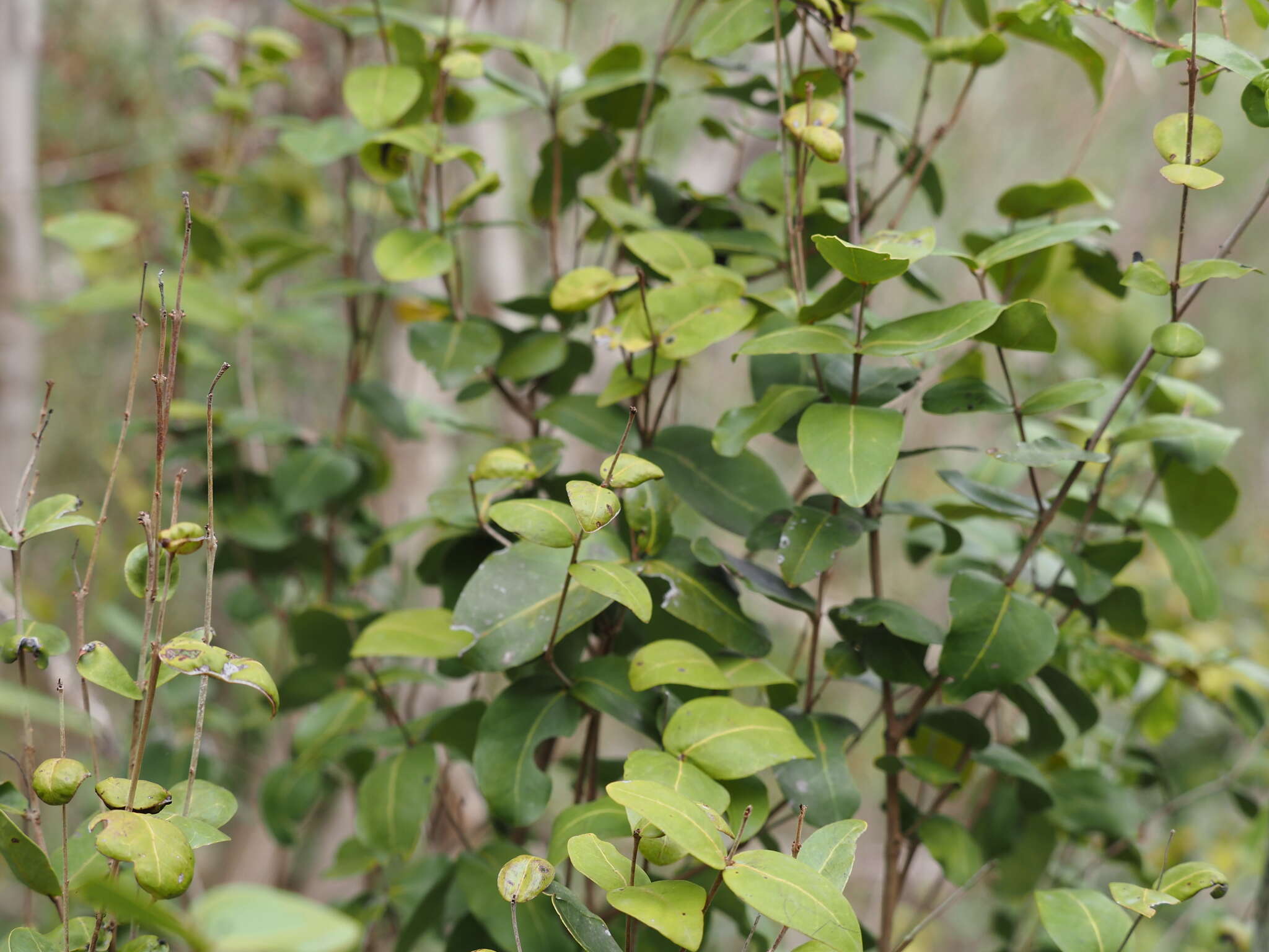 Image of Eugenia cordata var. cordata