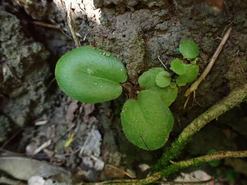 Слика од Mickelopteris cordata (Hook. & Grev.) Fraser-Jenk.