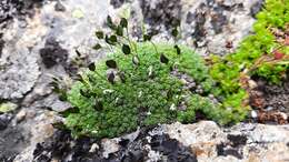 Image of Draba rigida Willd.