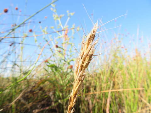 Слика од Amphibromus nervosus (Hook. fil.) Baill.