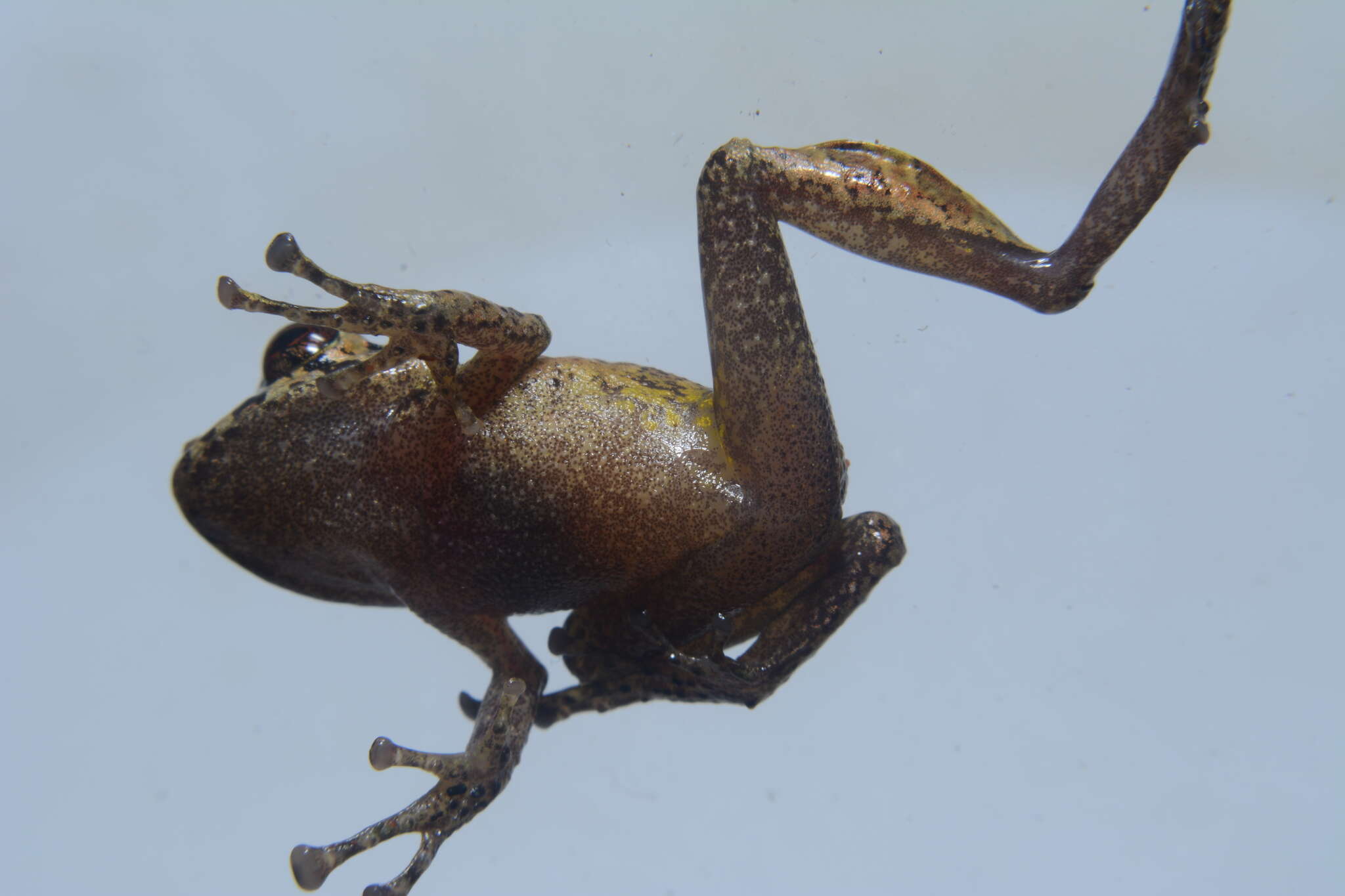 Image of Malli’s Rain Frog