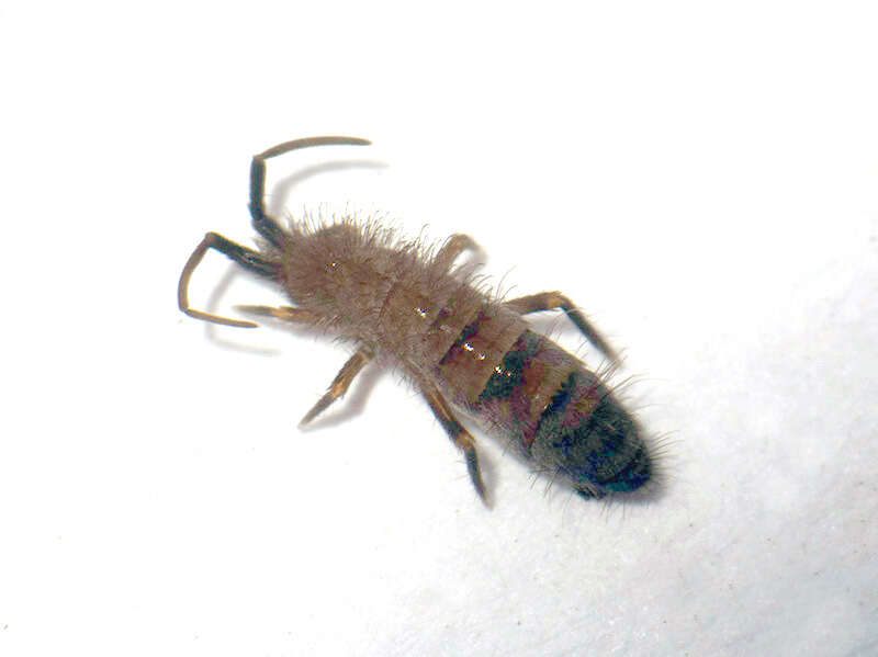 Image of Orchesella multifasciata Scherbakov & AM 1898