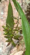 Imagem de Polystachya fusiformis (Thouars) Lindl.