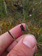 Image of Loose-flowered alpine sedge