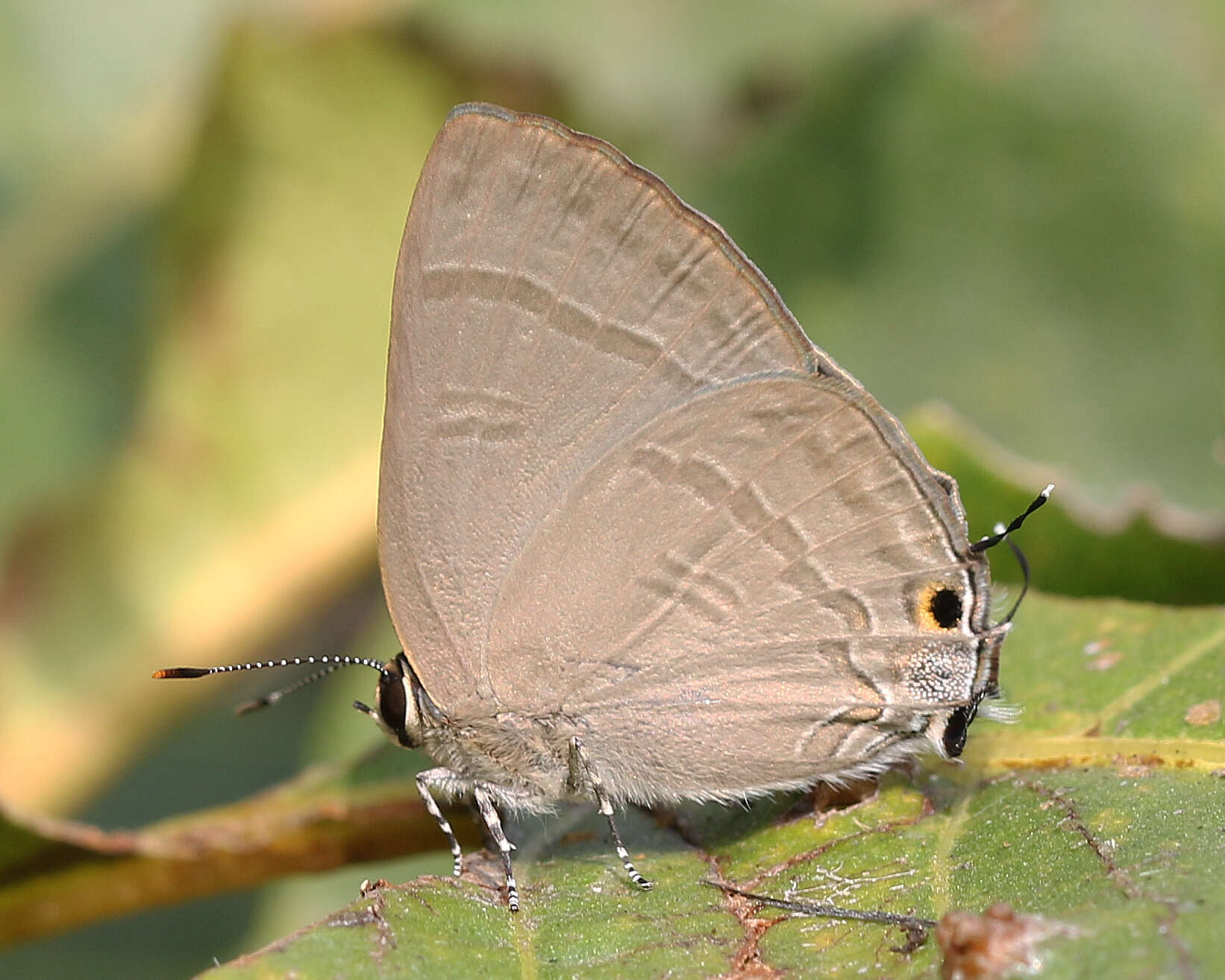 Image of Rapala manea schistacea