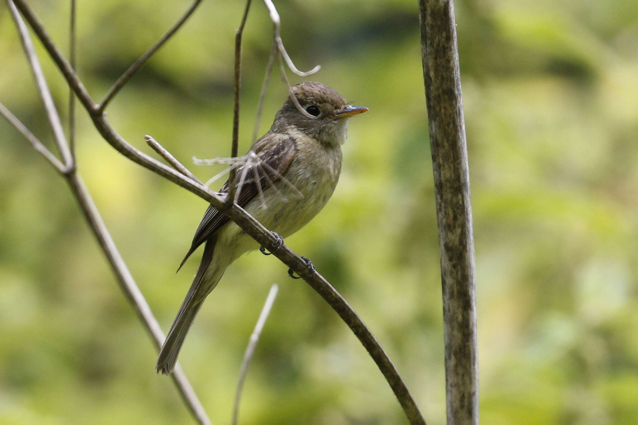 Empidonax difficilis Baird & SF 1858的圖片