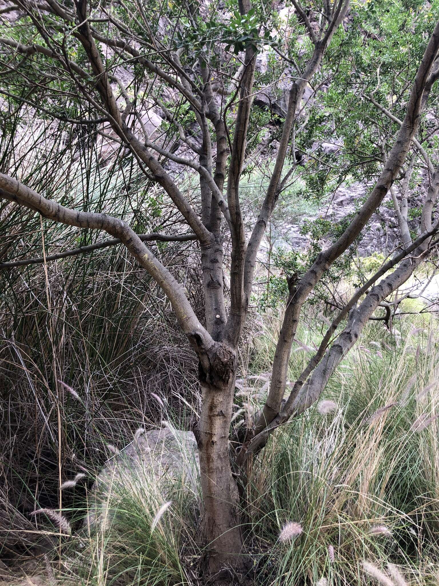 Image of Chamaecytisus prolifer subsp. meridionalis Acebes