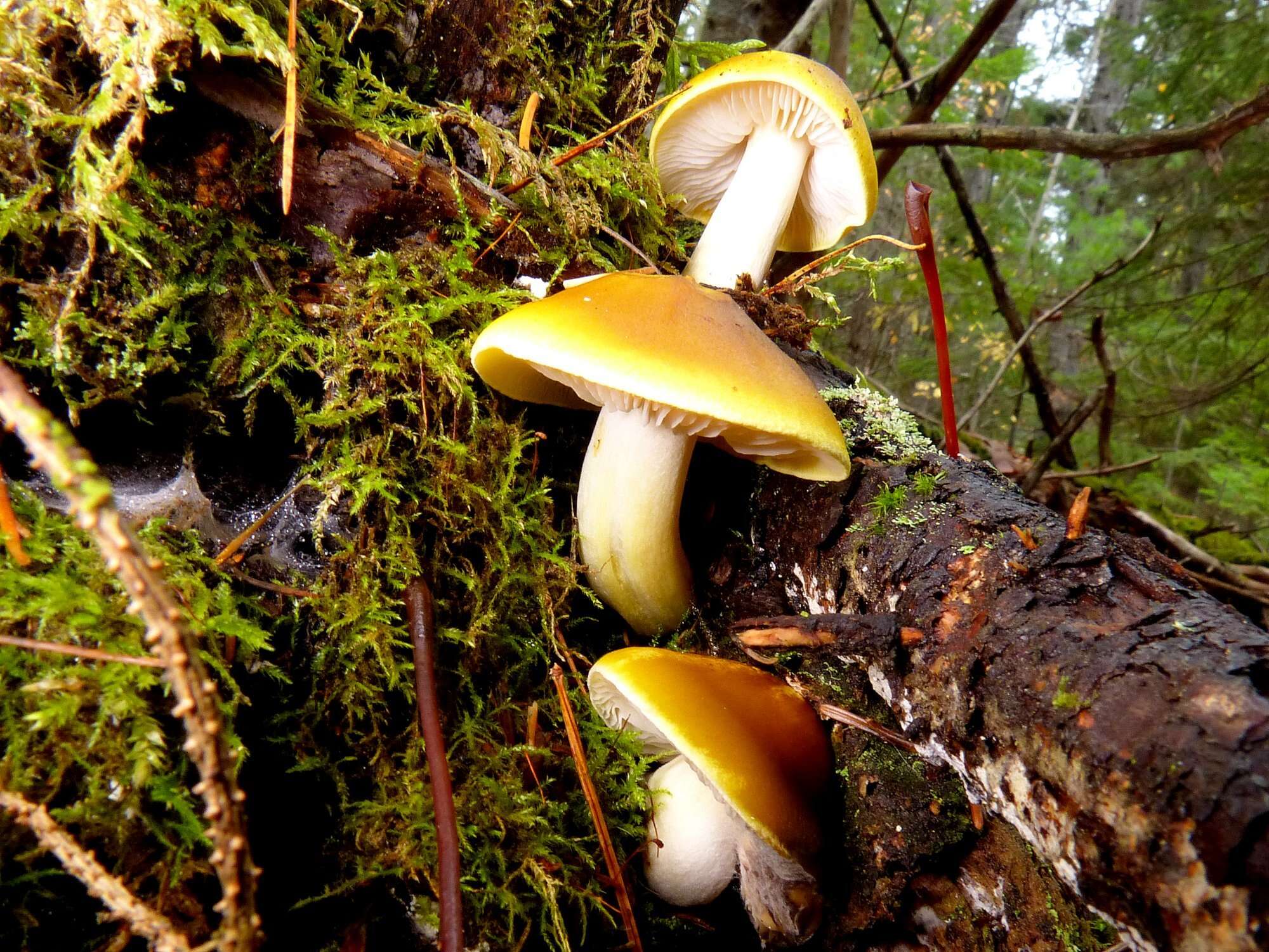 Image of Melanoleuca fumosolutea (Peck) Murrill 1914