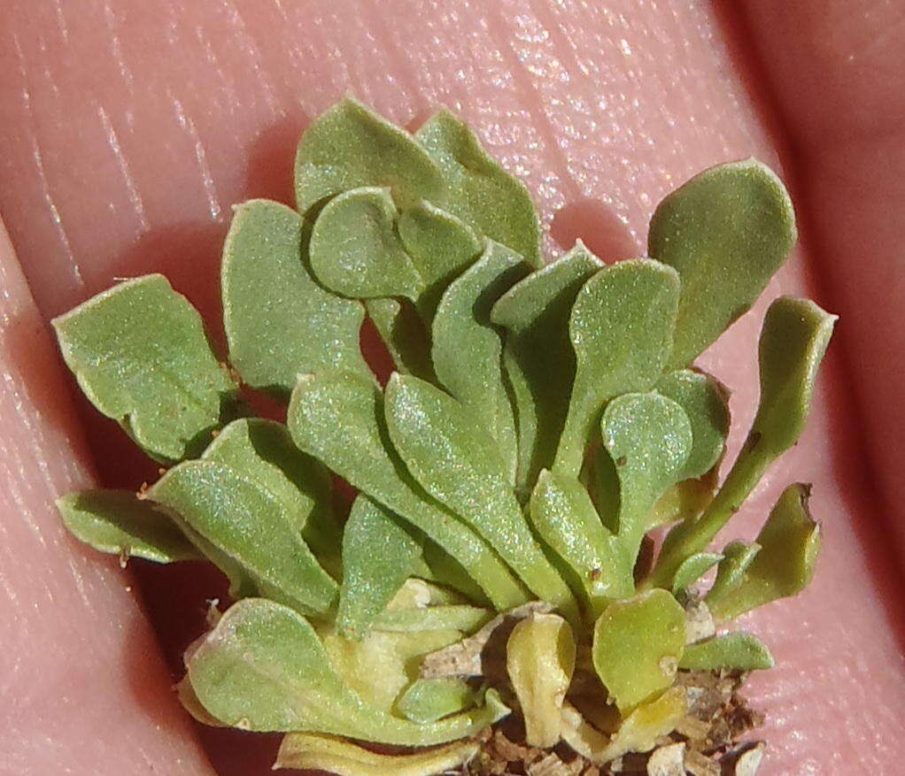 Image of Aptosimum indivisum Burch.