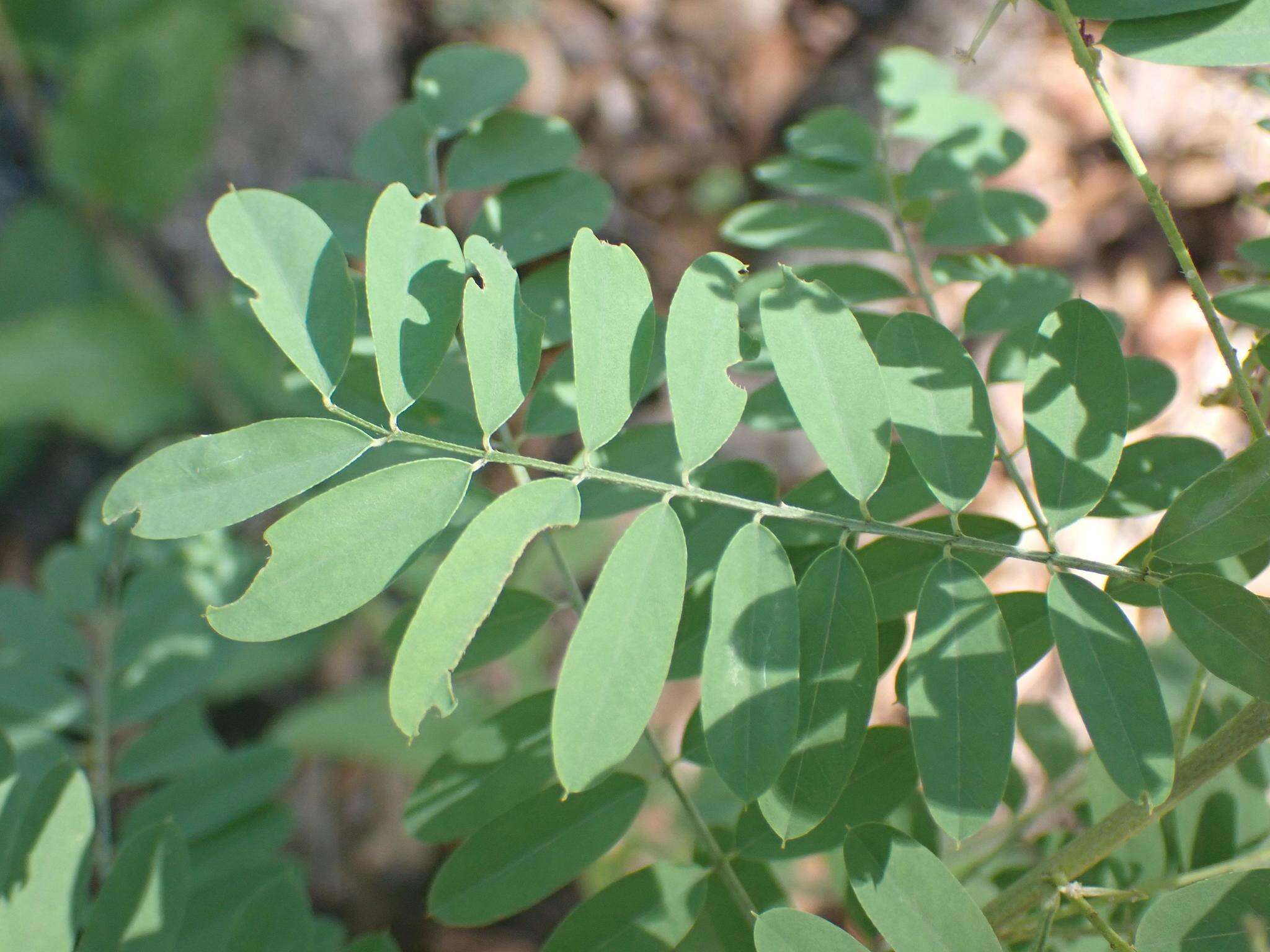 Indigofera sphaerocarpa A. Gray的圖片