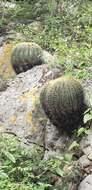 Ferocactus glaucescens (DC.) Britton & Rose resmi