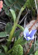 صورة Gentiana prostrata Haenke