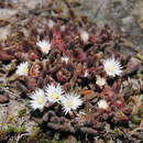 Delosperma ficksbergense Lavis resmi