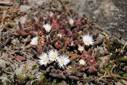 Image of Delosperma ficksbergense Lavis