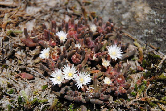 صورة Delosperma ficksbergense Lavis