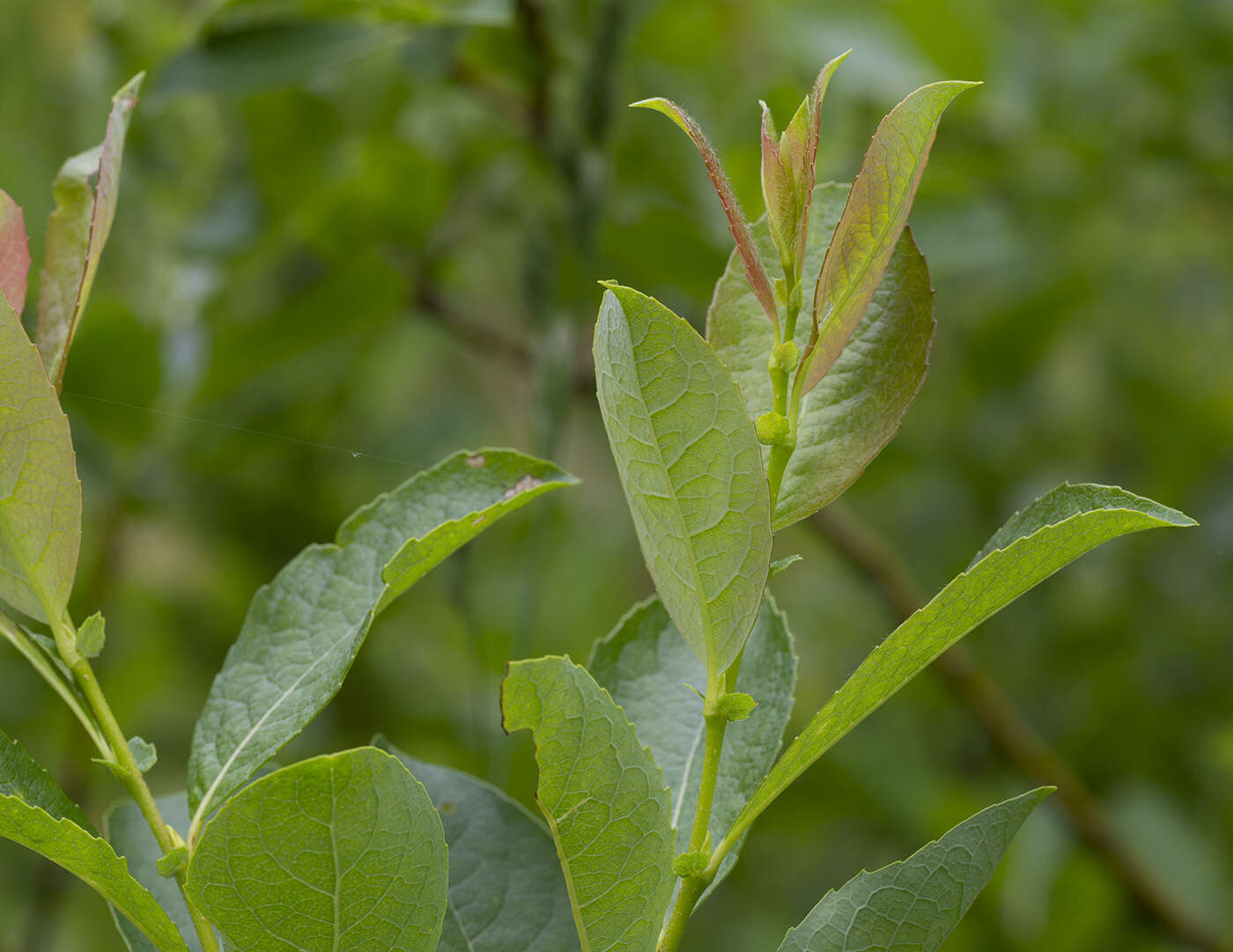 Salix starkeana Willd. resmi