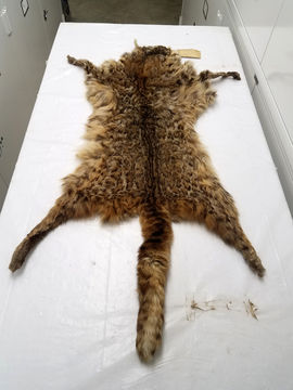Image of Asian Golden Cat