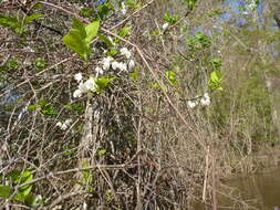 Plancia ëd Halesia diptera J. Ellis