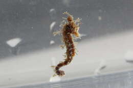 Image of Dwarf Seahorse