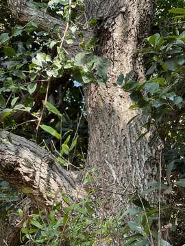 Image of Chinese cork oak