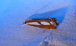 صورة Catoptria latiradiellus Walker 1863