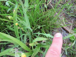 Image of Dwarf Dandelion