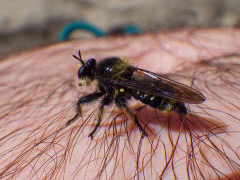 صورة Laphria columbica Walker 1866