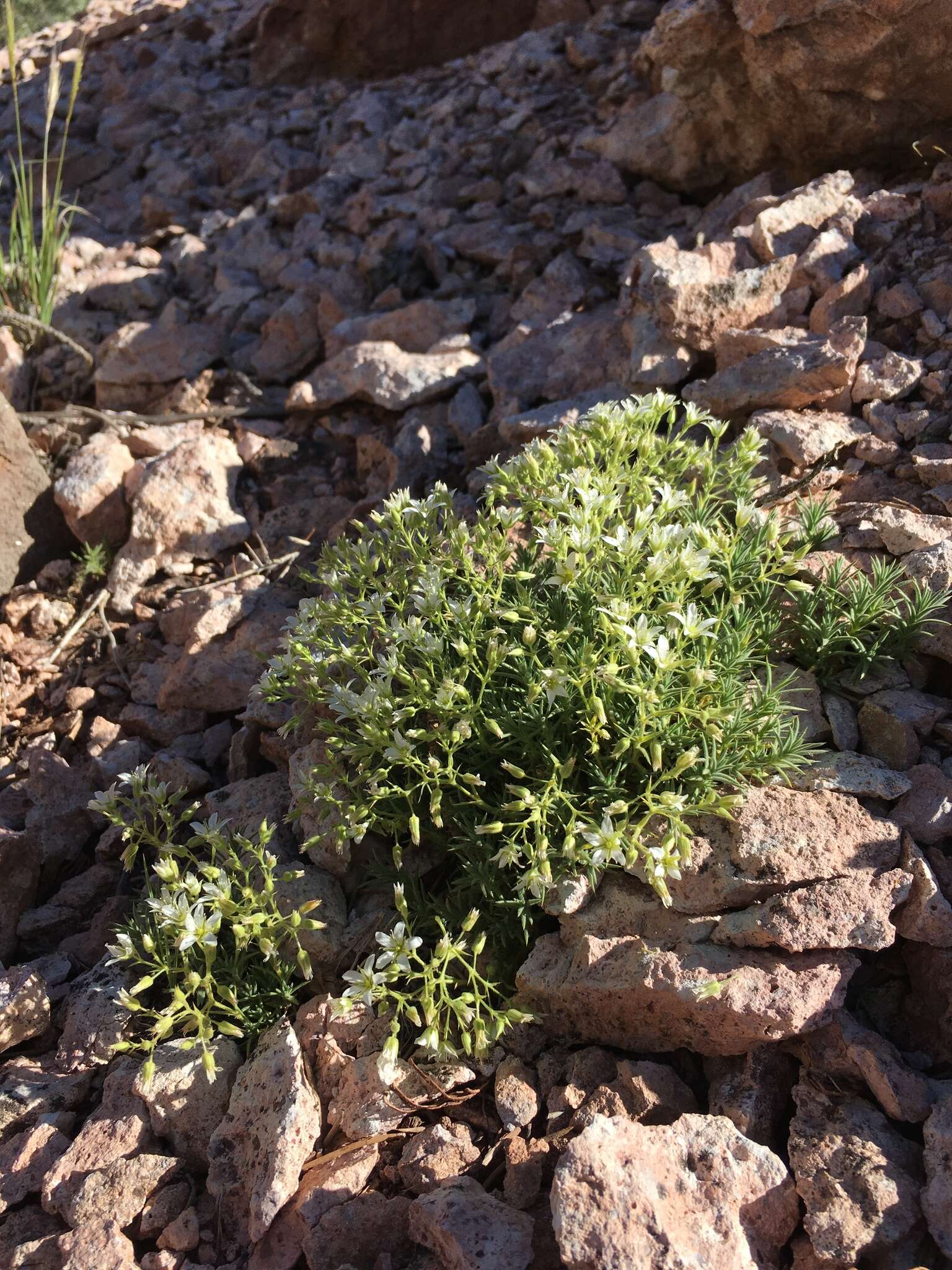 Imagem de Sabulina nuttallii var. fragilis (Maguire & A. H. Holmgren) Dillenb. & Kadereit