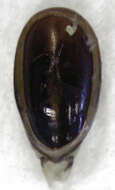 Thyreocephalus chloropterus (Erichson 1839) resmi