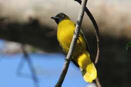 Image of Andaman Bulbul