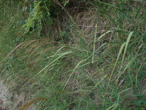 صورة Arundo plinii Turra