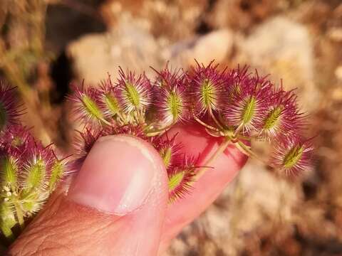 Image of Daucus crinitus Desf.