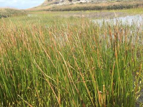 Image de Eleocharis melanostachys (d'Urv.) C. B. Clarke