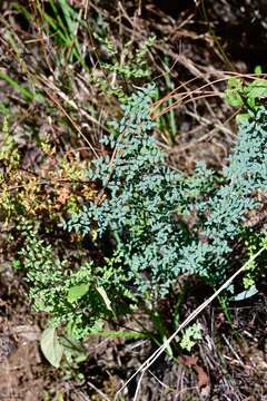 Image of Argyrochosma formosa (Liebm.) Windham