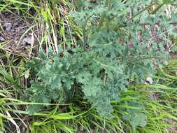 Image of Erucastrum nasturtiifolium (Poir.) O. E. Schulz