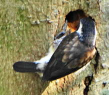 Image of Stactolaema leucotis leucotis (Sundevall 1850)