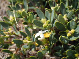 Image of Olive Daphne