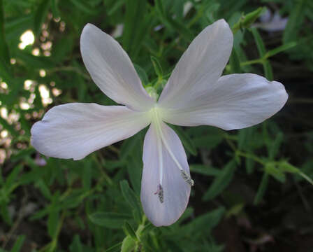 Image of Barleria pretoriensis C. B. Cl.