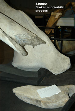 Image of North Pacific Right Whale
