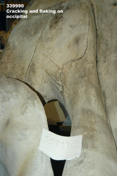 Image of North Pacific Right Whale