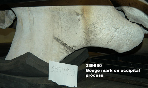 Image of North Pacific Right Whale
