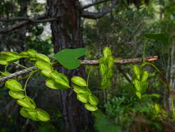 Image of Dioscorea heteropoda Baker