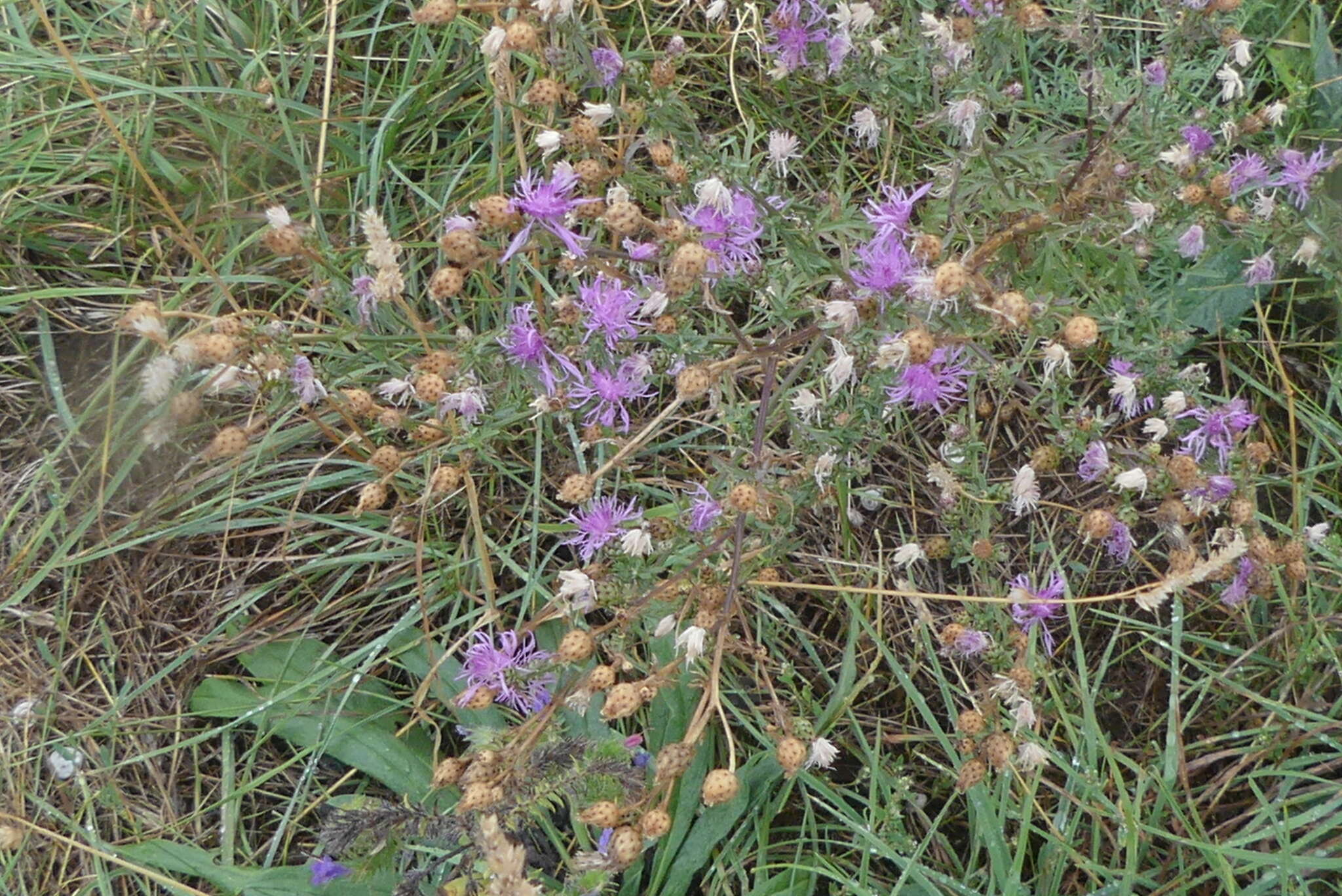 Imagem de Centaurea stoebe subsp. stoebe