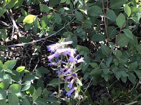 Image of low beardtongue