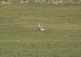 Image of Eurasian Hoopoe