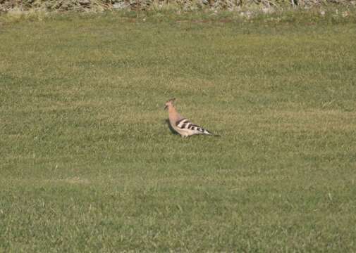 Image of Eurasian Hoopoe