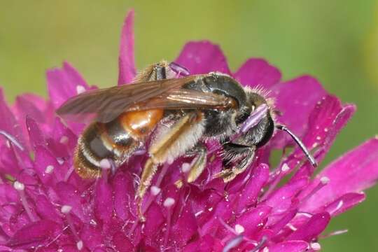 Image of Andrena hattorfiana (Fabricius 1775)