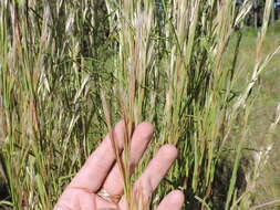 Image of Broomsedge Bluestem