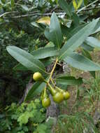 Image of California laurel