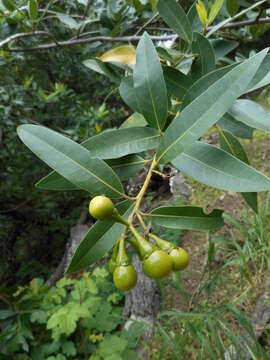 Umbellularia resmi